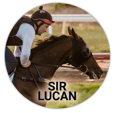 Sir Lucan horse participating in the melbourne race