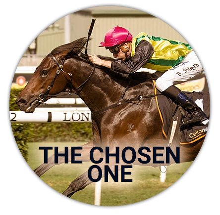 The horse The Chosen One participating in the Melbourne Cup tournament