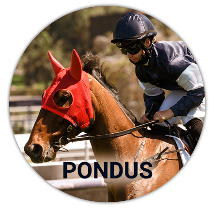A jockey on his horse Pondus on the track