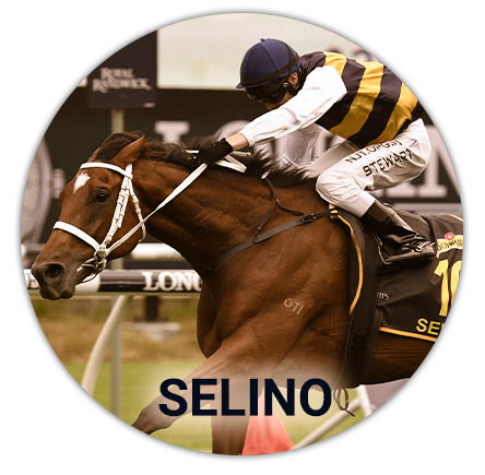 Hound horse Selino at the Malbourne Cup