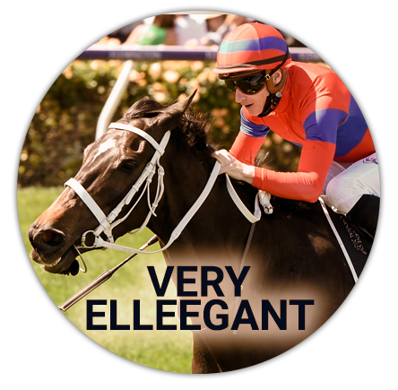 Very Elleegant tournament horse at the Malbourne Cup